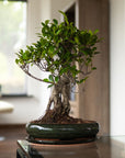 Ani Ficus