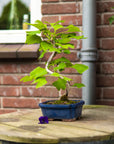 Ginkgo Classic