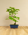 Ginkgo Classic