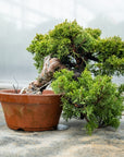 Juniperus Chinesis Itoigawa No.10