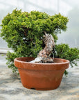 Juniperus Chinesis Itoigawa No.10