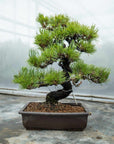 Pinus thunbergii no.05