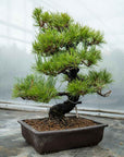 Pinus thunbergii no.05