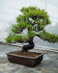 Pinus thunbergii no.05