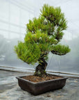 Pinus thunbergii no.05