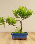 Podocarpus Seishōnen