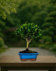 Prova bonsai