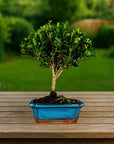 Prova bonsai