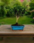 Prova bonsai