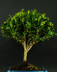 Prova bonsai