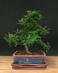 Zanthoxylum (Limited Edition)