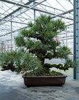 Pinus Thunbergii no.02