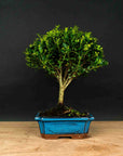 Prova bonsai