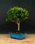 Prova bonsai