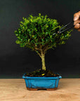 Prova bonsai