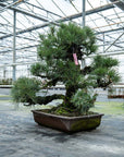 Pinus Thunbergii no.02