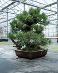 Pinus Thunbergii no.02