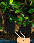 Foresta di Carmona