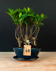 Ficus &amp; Carmona Forest Combo