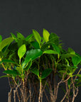 Foresta di Ficus