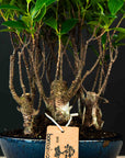 Foresta di Ficus