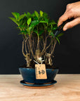 Ficus &amp; Carmona Forest Combo
