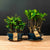 Combinazione di Ficus e Carmona Forest