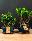 Ficus &amp; Carmona Forest Combo