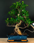 Set di partenza Ficus