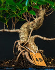 Set di partenza Ficus