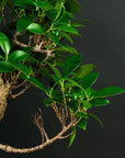 Set di partenza Ficus