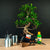 Set di partenza Ficus