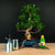 Set di partenza Ficus