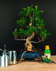 Set di partenza Ficus