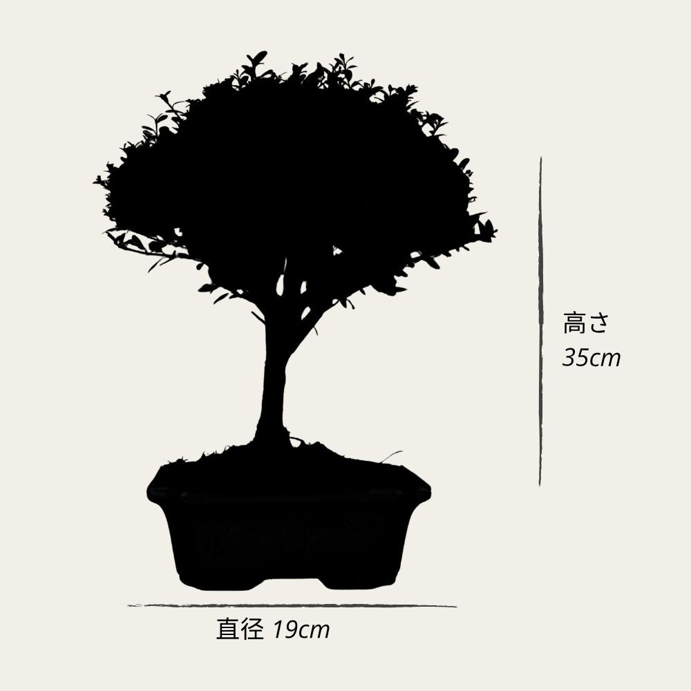 Prova bonsai