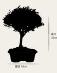 Prova bonsai