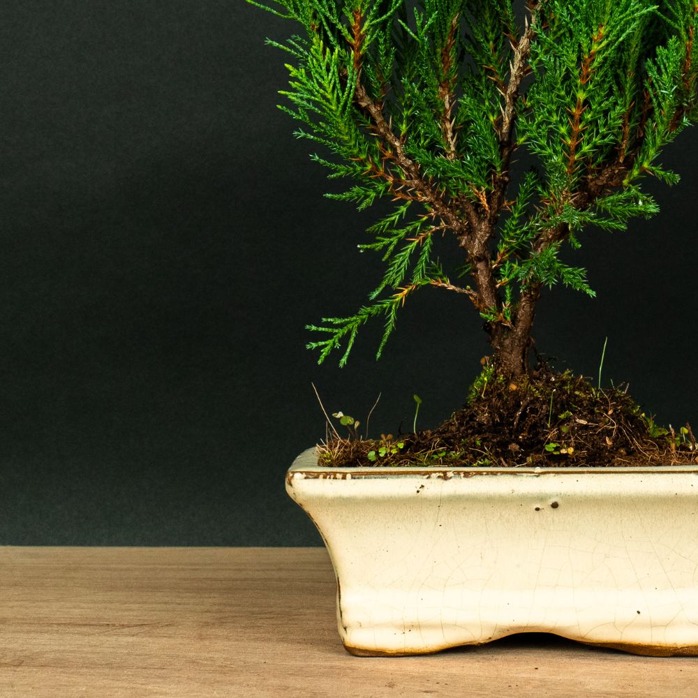 Juniperus Sono