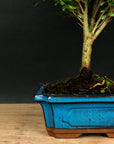 Prova bonsai