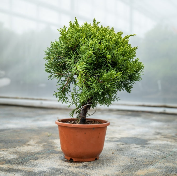 Bonsaiwonder | bonsai giapponese - Juniperus Chinesis Nr.09 - albero ...