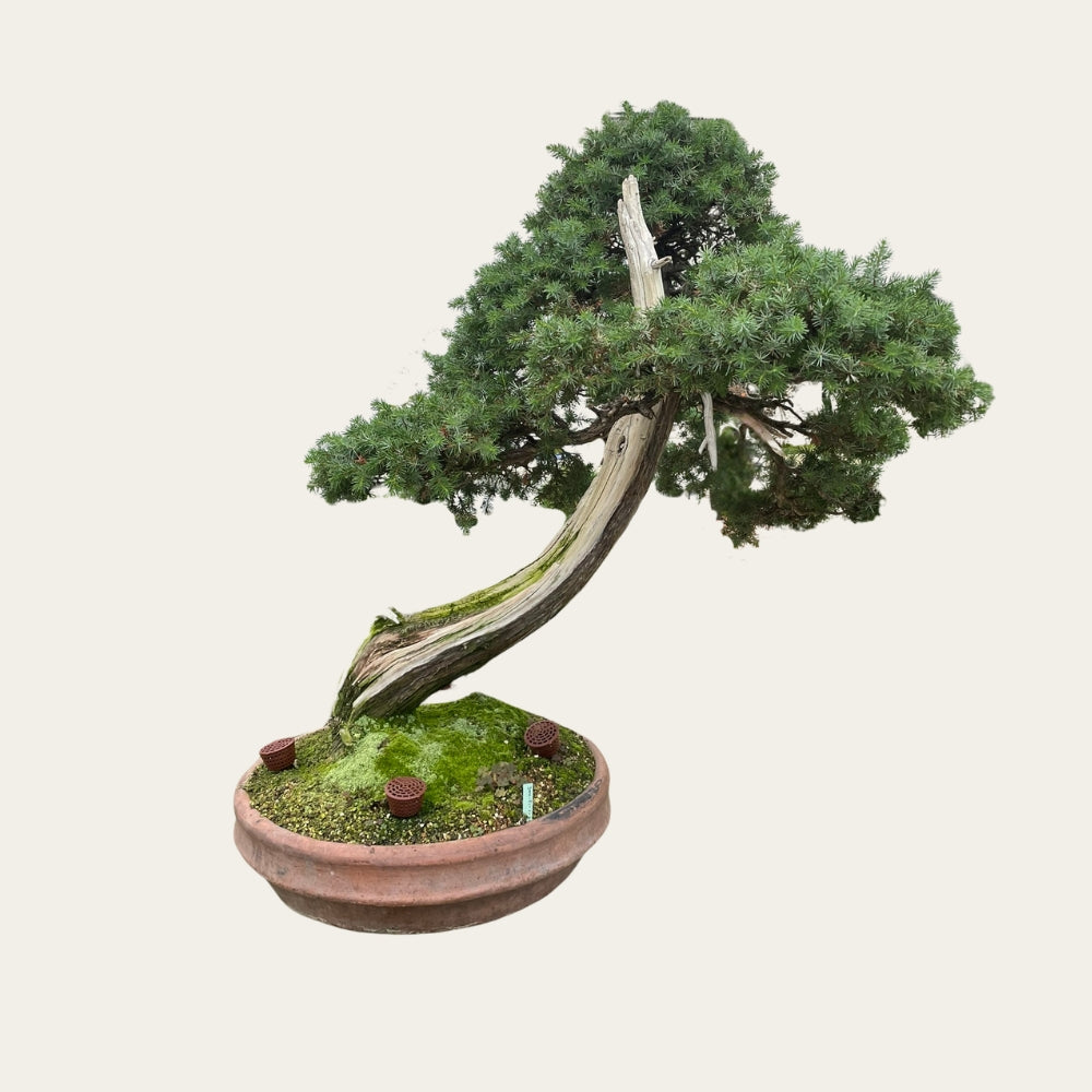 Juniperus Nr.29
