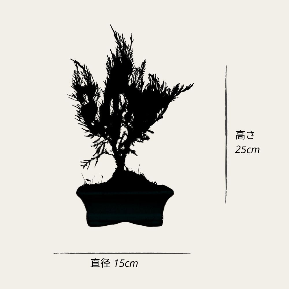 Juniperus Sono