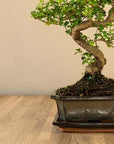 Ligustrum Yasumu