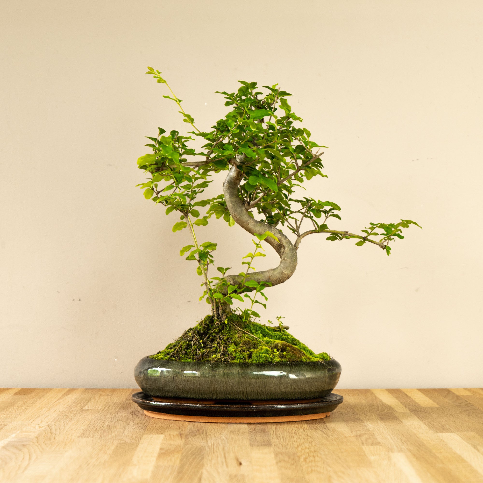 Ligustrum Dai
