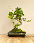 Ligustrum Dai