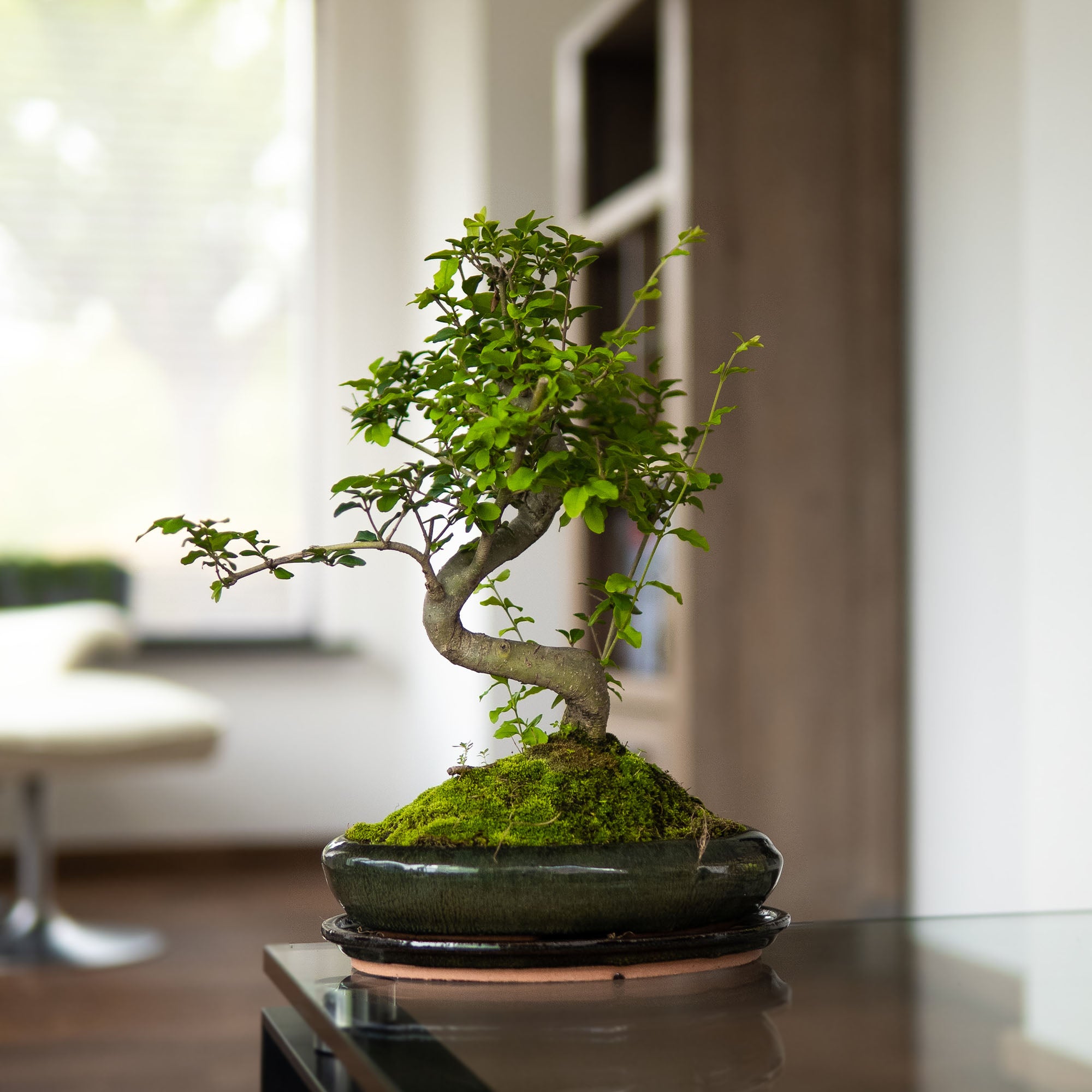 Ligustrum Dai