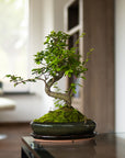 Ligustrum Dai