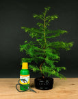 Metasequoia Starter Set