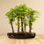 Metasequoia Forest XL