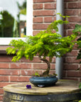 Metasequoia a spirale
