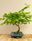 Metasequoia a spirale
